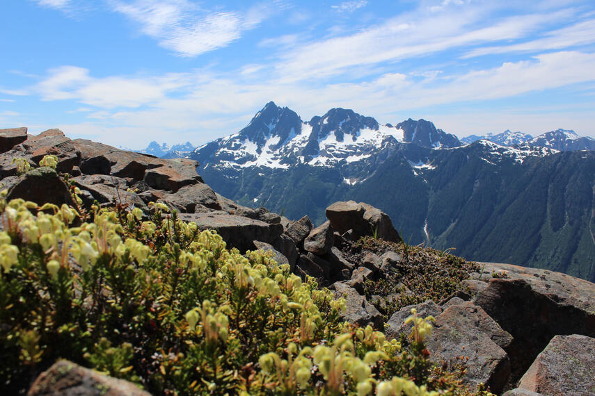 Mountain Top Flowers