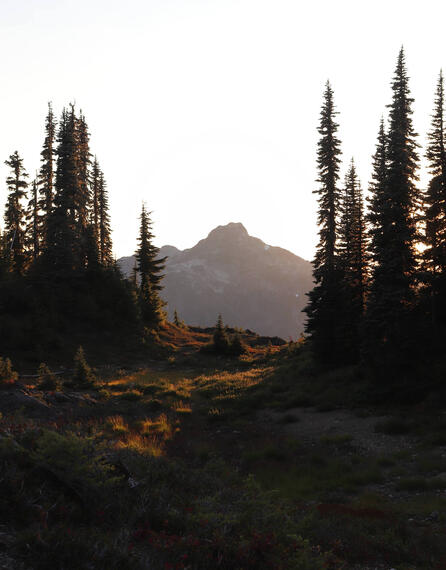Golden Hour on Flower Ridge